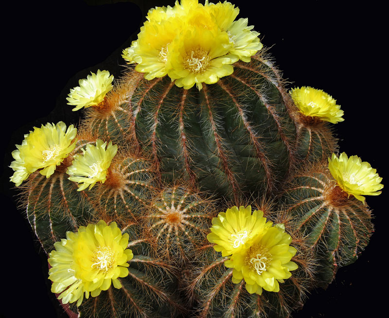 Parodia magnifica